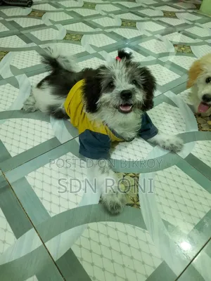 3-6 months Male Purebred Lhasa Apso