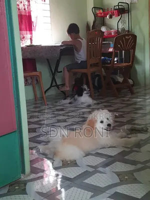 3-6 months Male Purebred Lhasa Apso