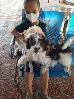 3-6 months Male Purebred Lhasa Apso
