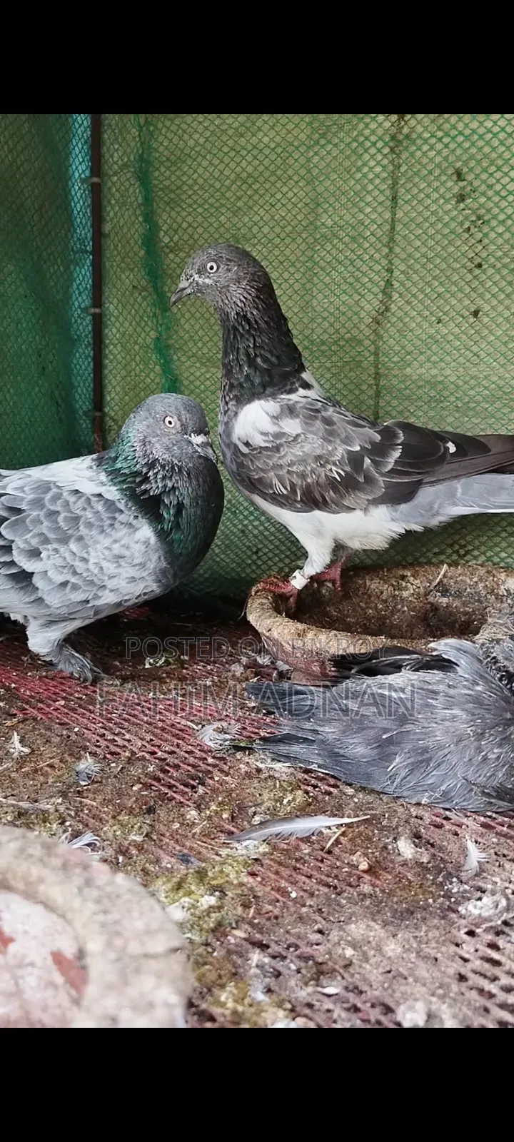 Giribaj Pigeon Pair