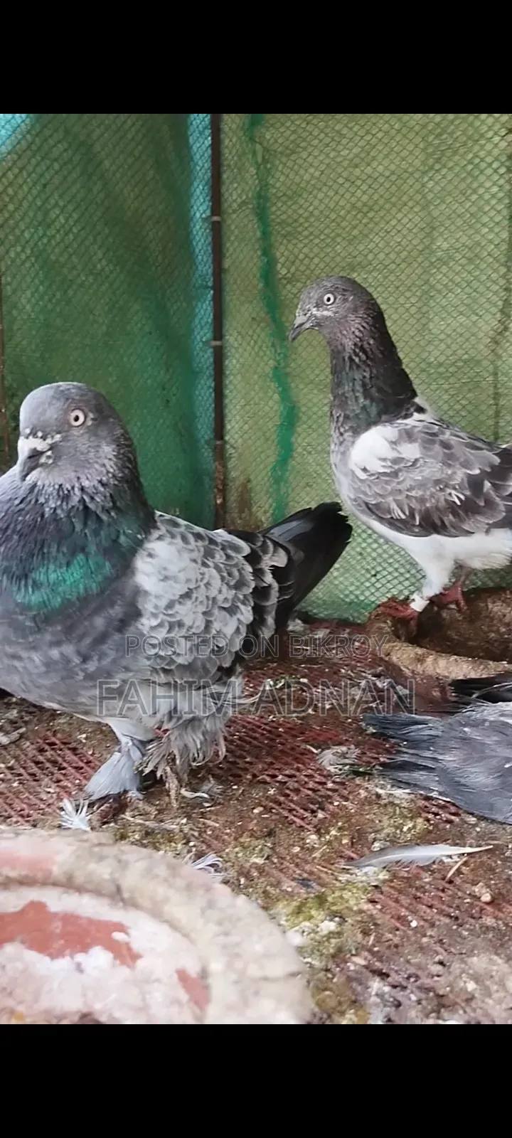 Giribaj Pigeon Pair