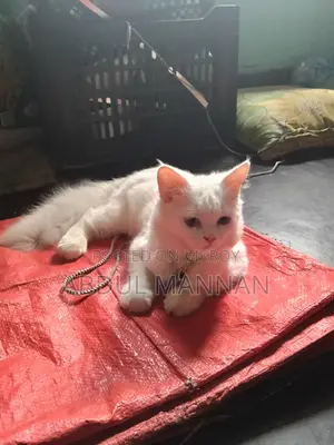 ৬-১২ মাস বয়সী ফিমেল মিক্সড ব্রিড পার্সিয়ান