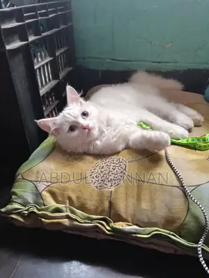 ৬-১২ মাস বয়সী ফিমেল মিক্সড ব্রিড পার্সিয়ান
