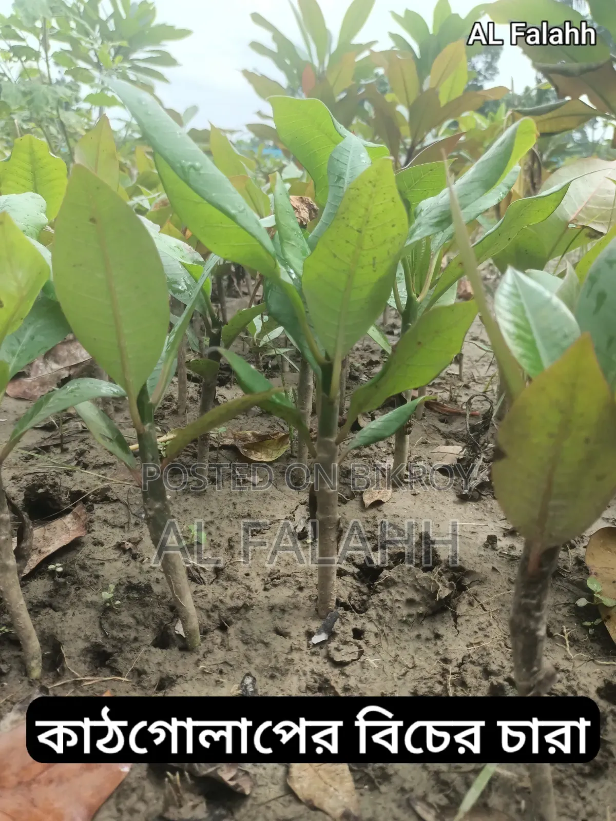 Small Frangipani Sapling