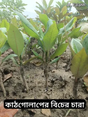 Small Frangipani Sapling