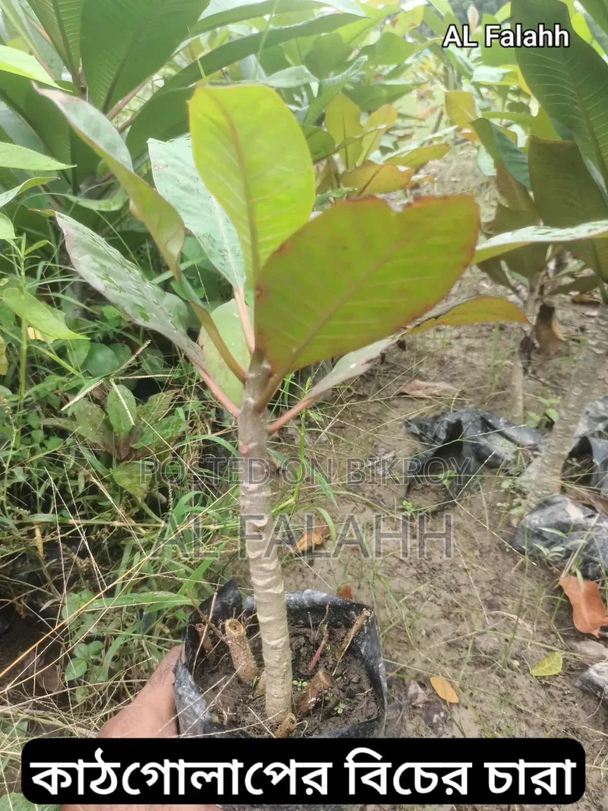 Small Frangipani Sapling
