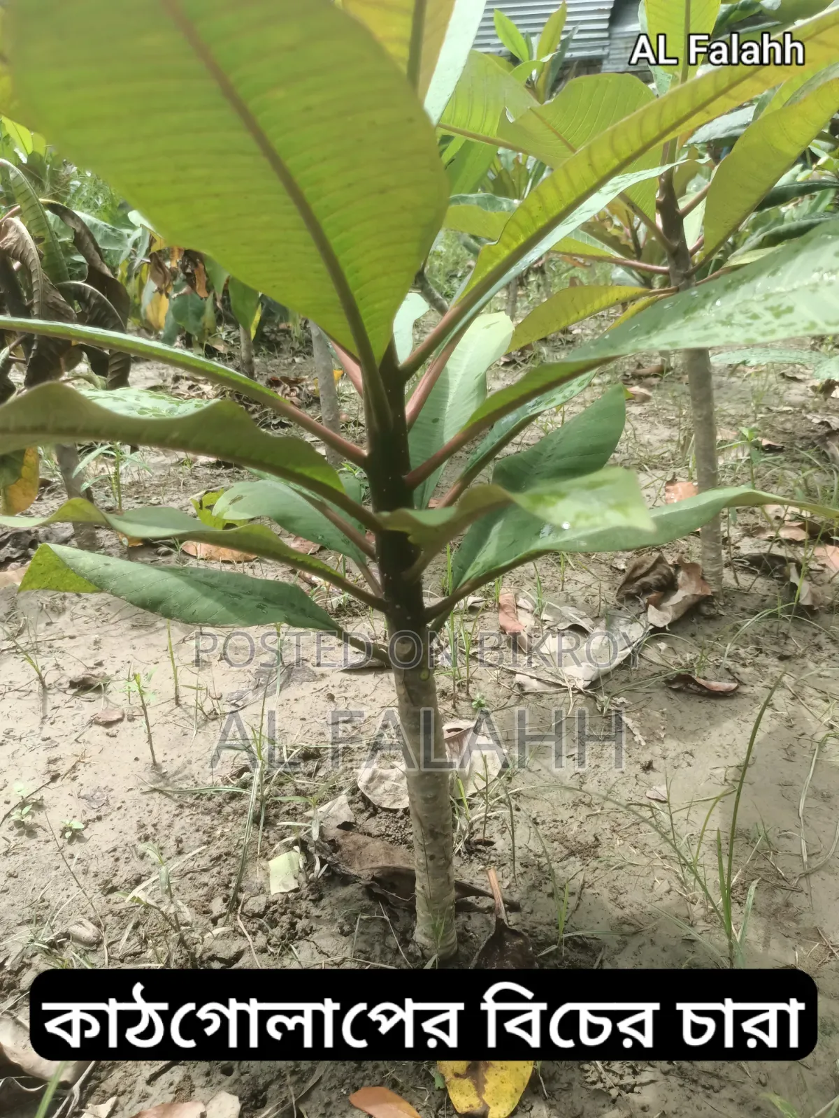 Small Frangipani Sapling
