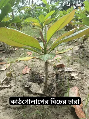 Small Frangipani Sapling