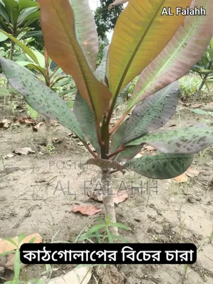 Small Frangipani Sapling