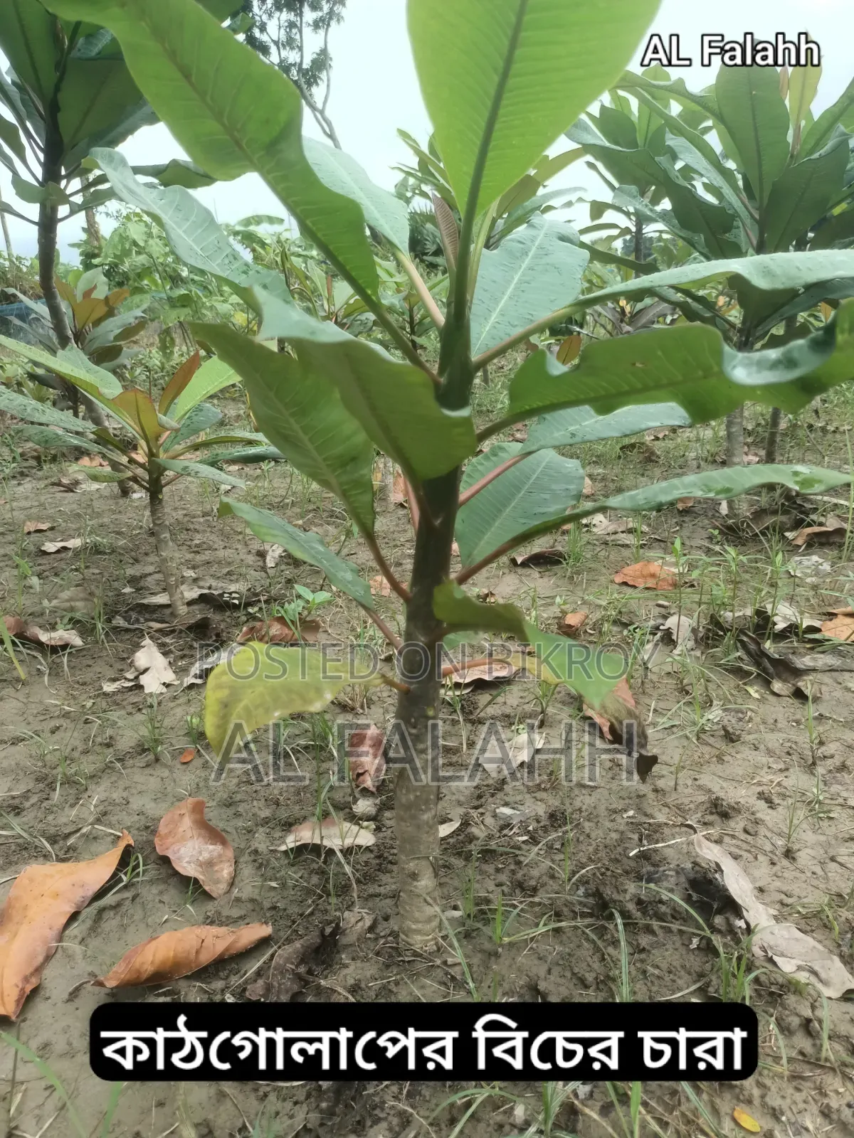 Small Frangipani Sapling