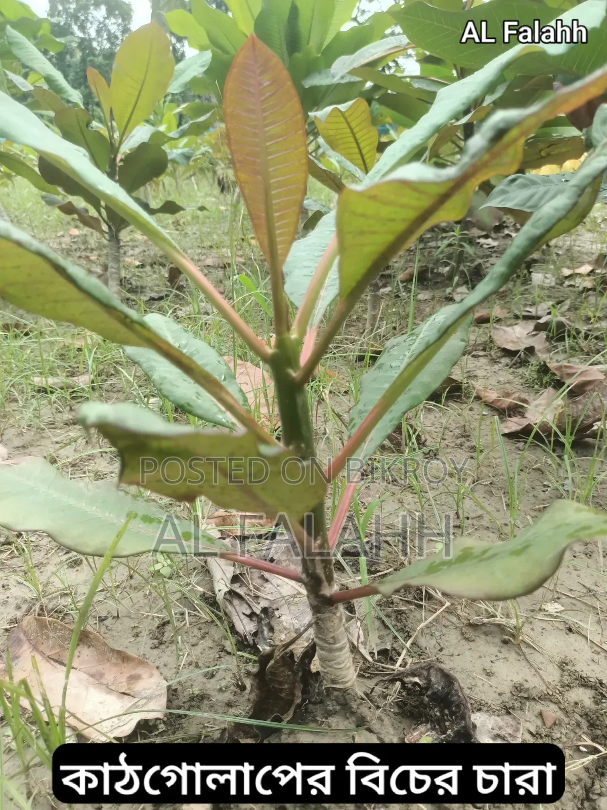 Small Frangipani Sapling