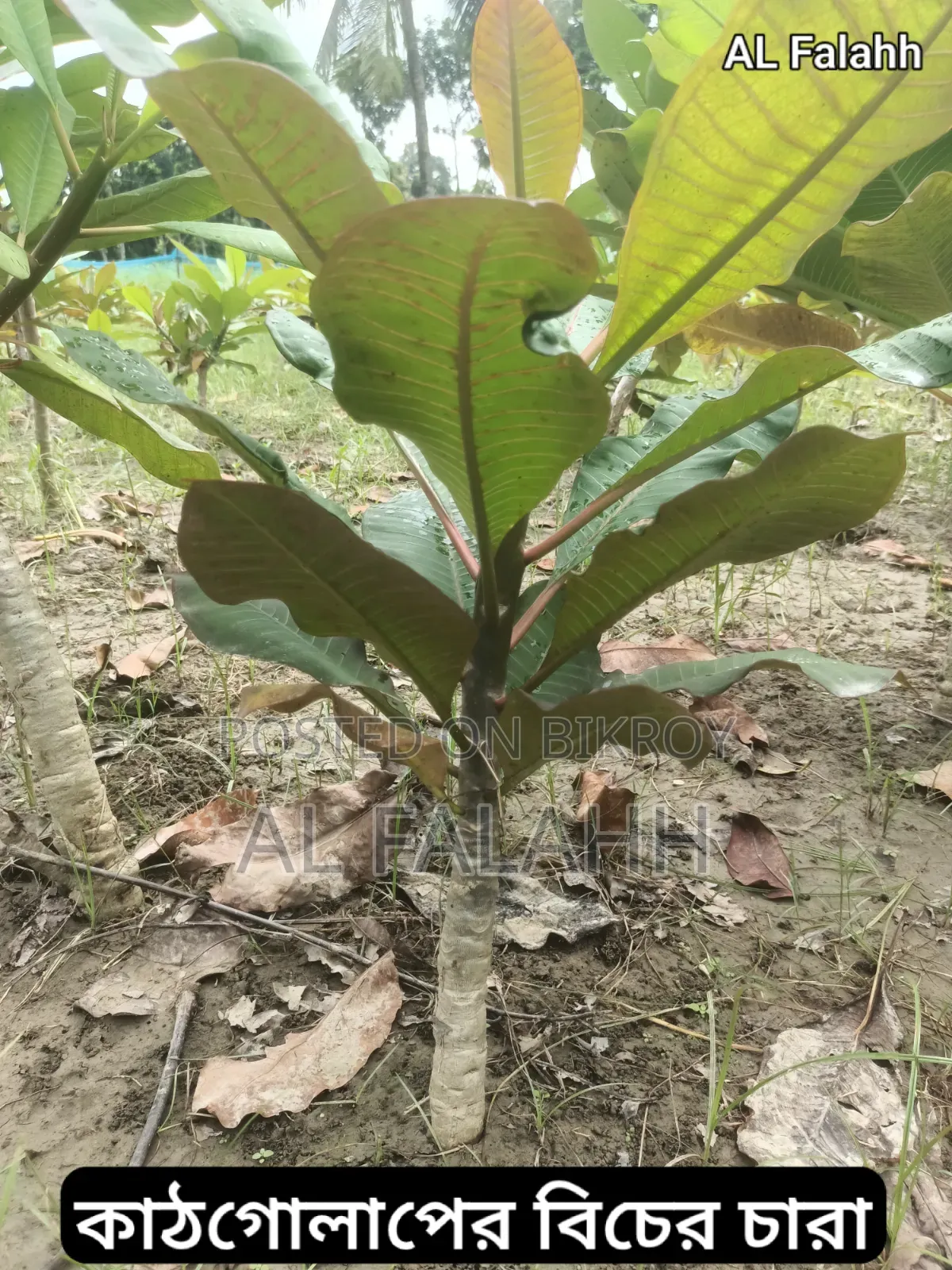 Small Frangipani Sapling