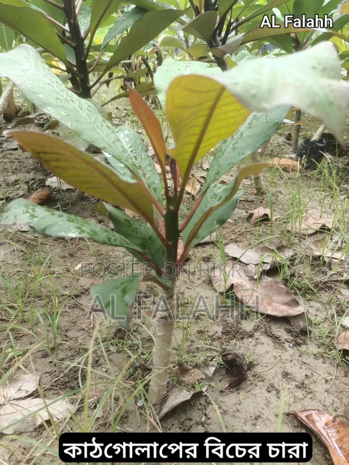 Small Frangipani Sapling