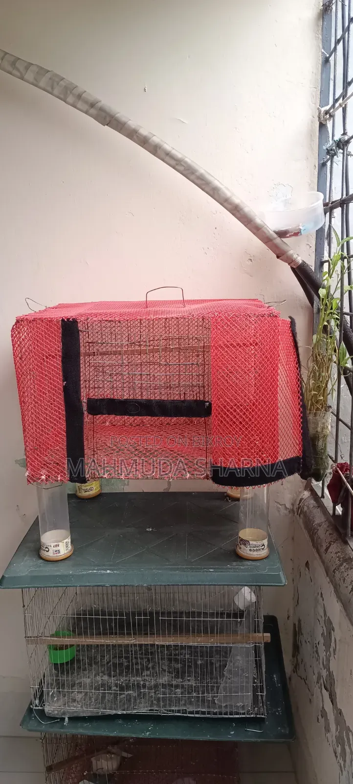 খুব সুন্দরভাবে নেট দিয়ে ঘেরা খাঁচা