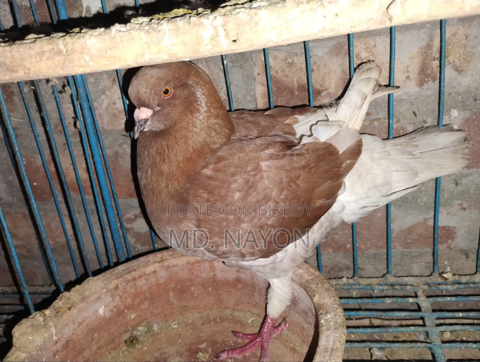 Fancy Pigeon