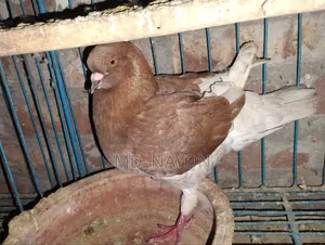 Fancy Pigeon