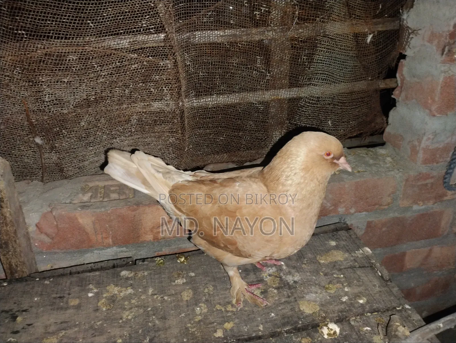Fancy Pigeon
