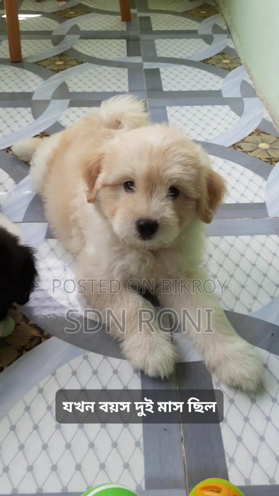 3-6 months Male Purebred Lhasa Apso