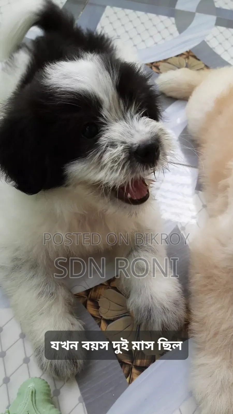 3-6 months Male Purebred Lhasa Apso