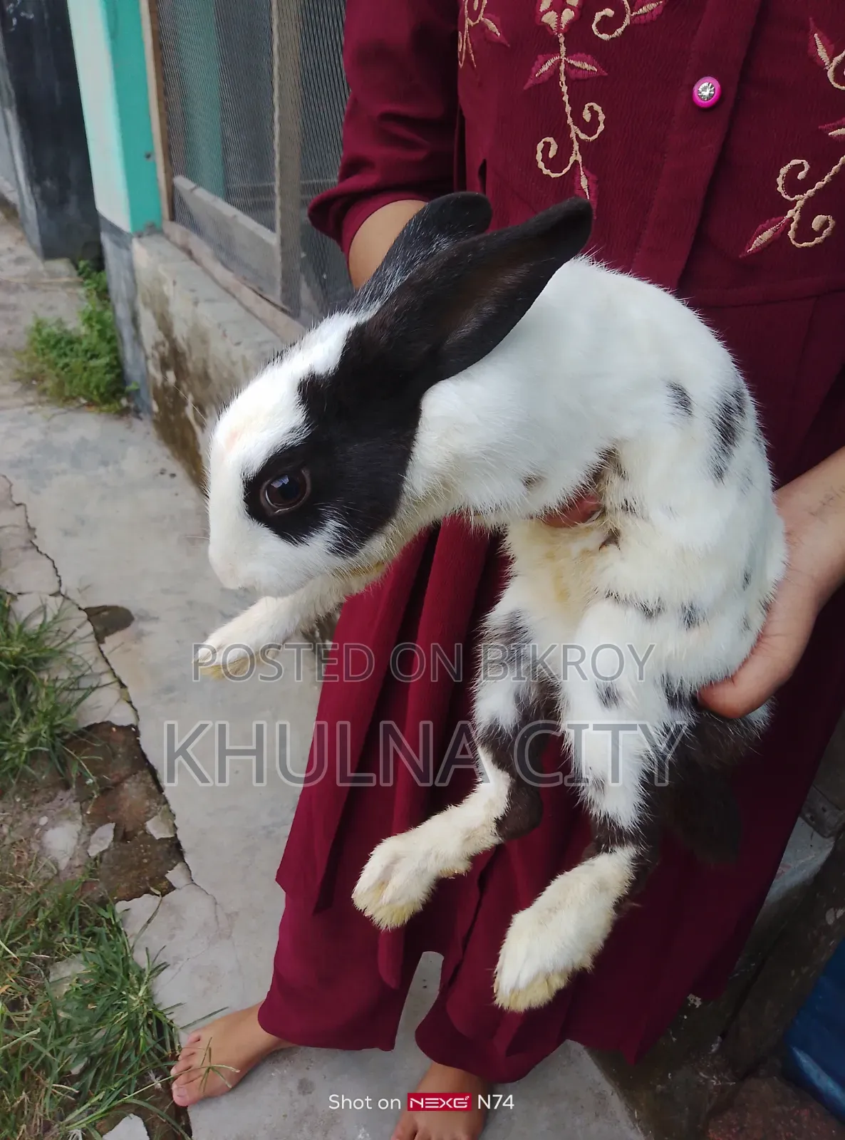 Rabbits for Sale
