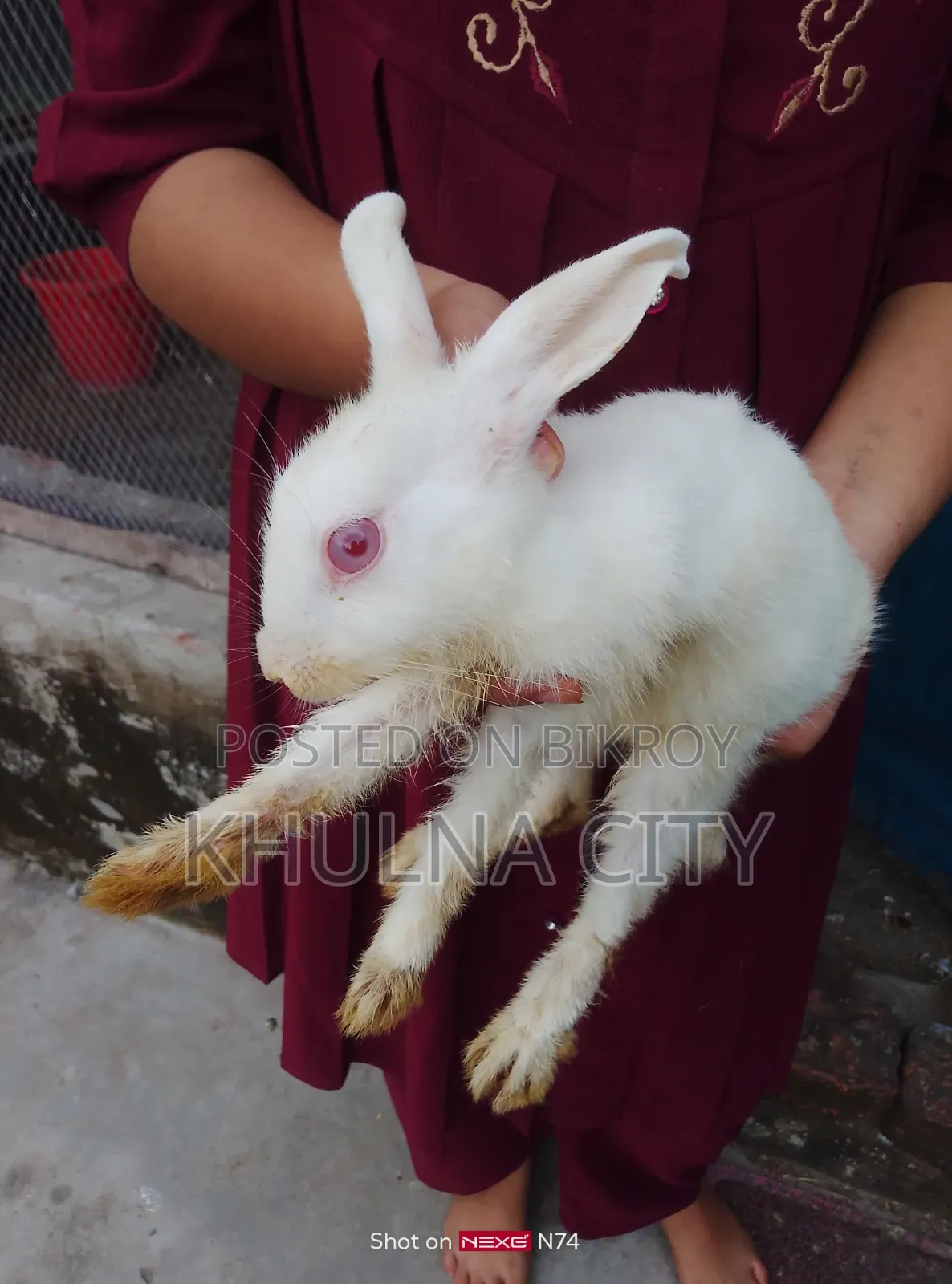 Rabbits for Sale