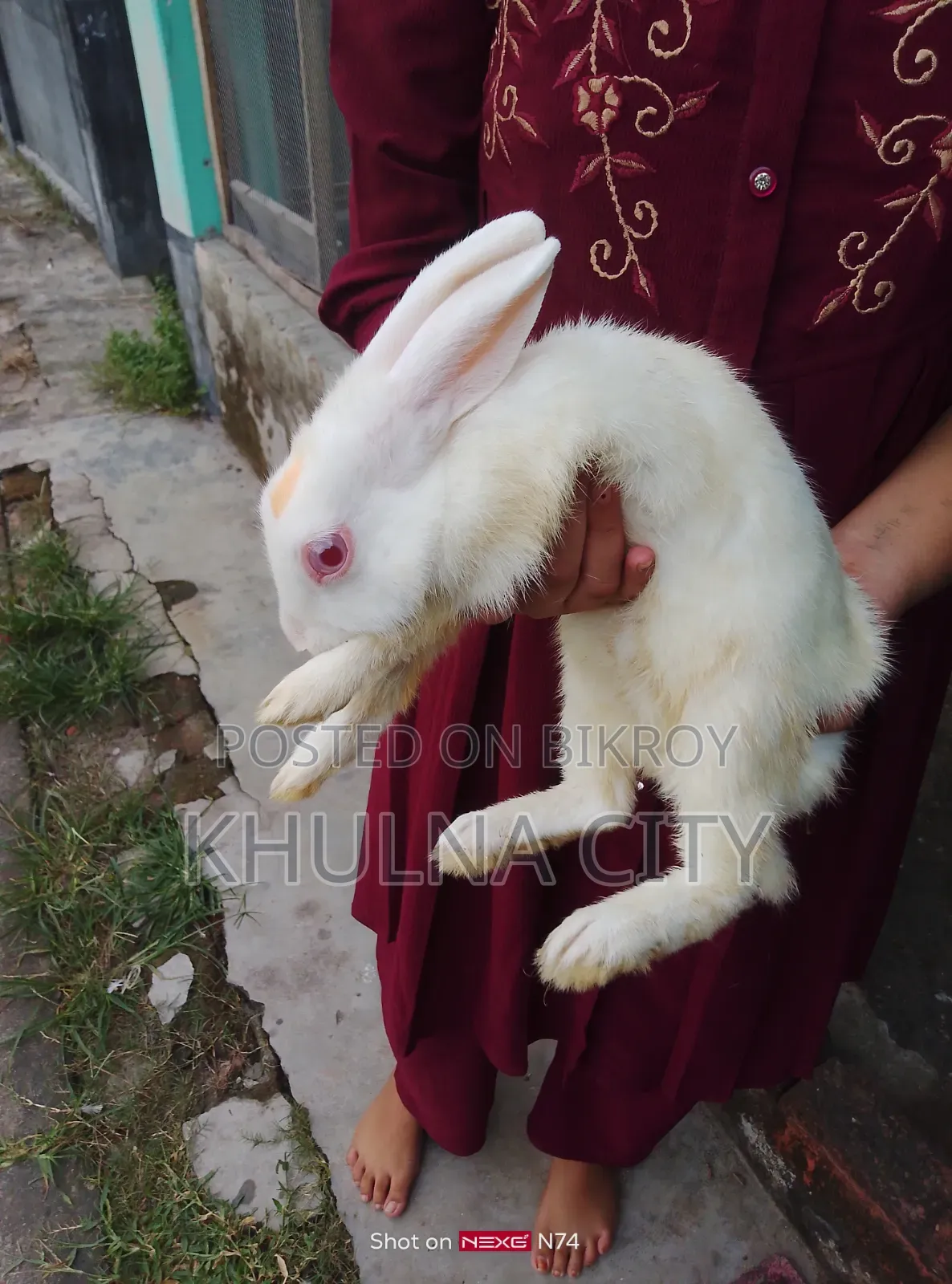 Rabbits for Sale