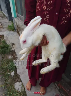 Rabbits for Sale