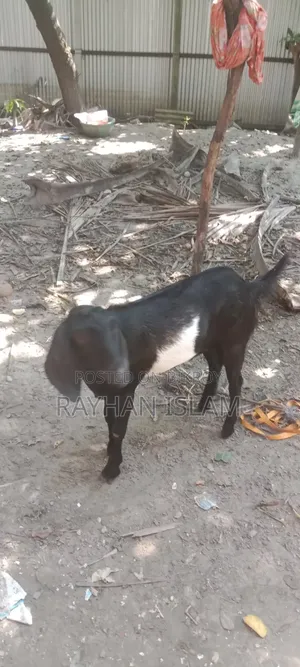খাসি বিক্রি করা হবে
