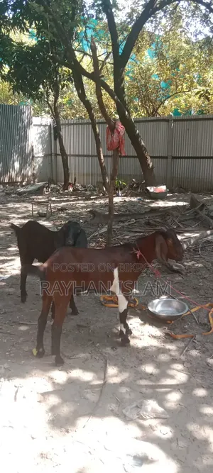 খাসি বিক্রি করা হবে