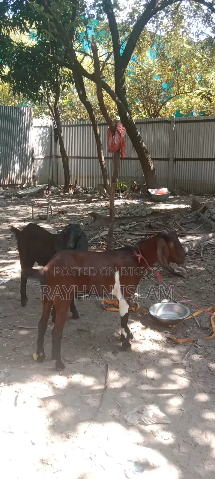 খাসি বিক্রি করা হবে