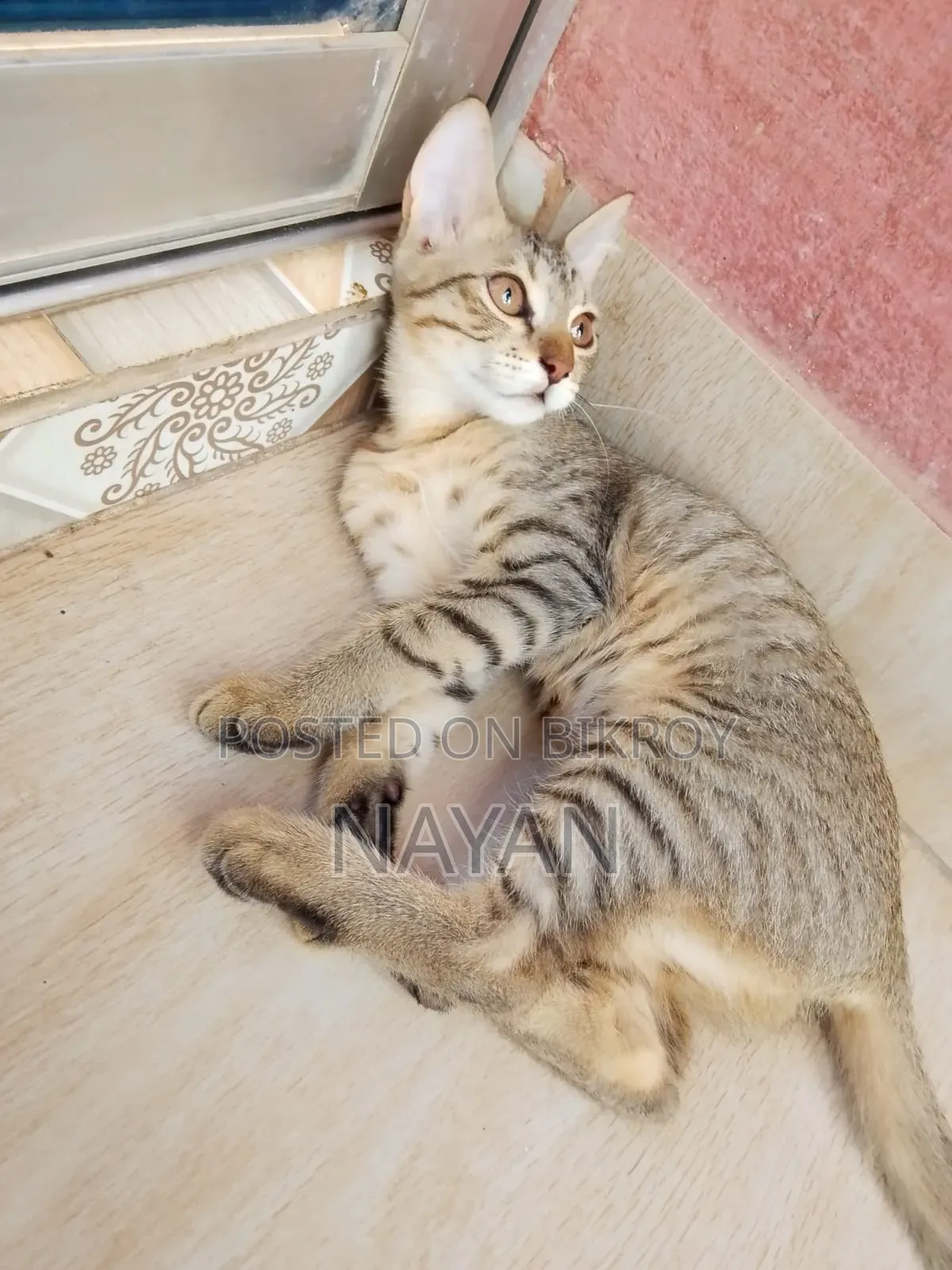 1-3 months Female Mixed Breed Persian
