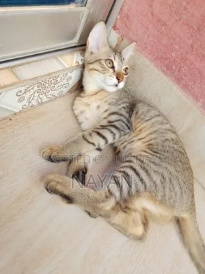 1-3 months Female Mixed Breed Persian