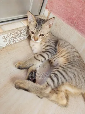 1-3 months Female Mixed Breed Persian