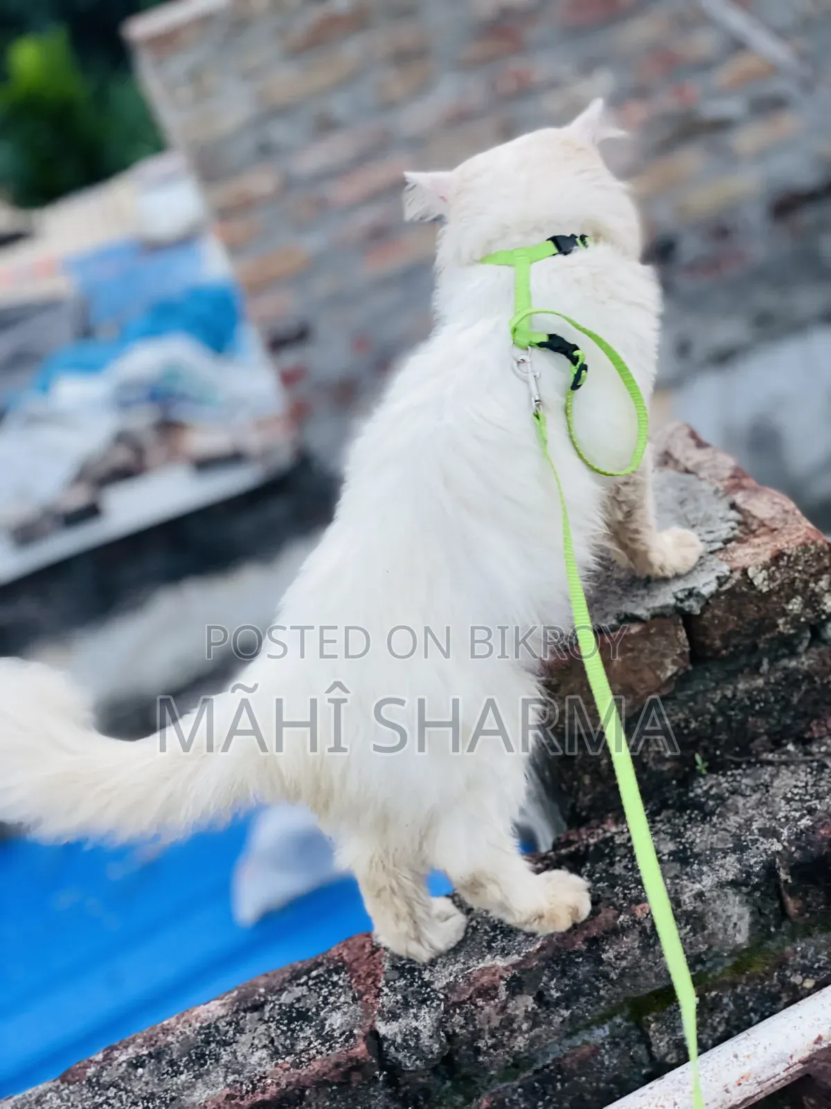 6-12 Months Male Mixed Breed Persian
