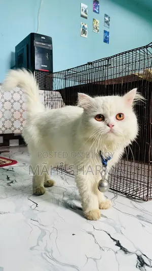 6-12 Months Male Mixed Breed Persian