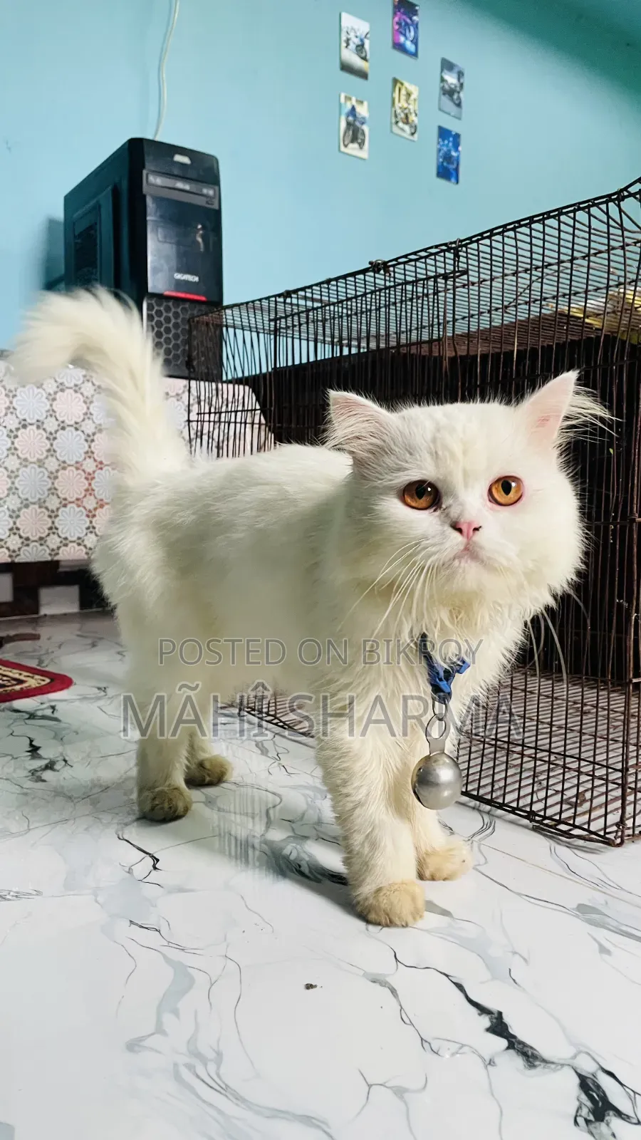 6-12 Months Male Mixed Breed Persian