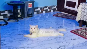 6-12 Months Male Mixed Breed Persian