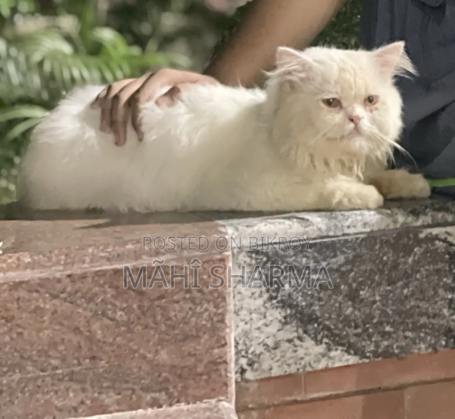 6-12 Months Male Mixed Breed Persian