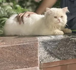 6-12 Months Male Mixed Breed Persian
