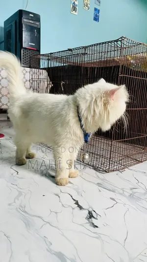 6-12 Months Male Mixed Breed Persian