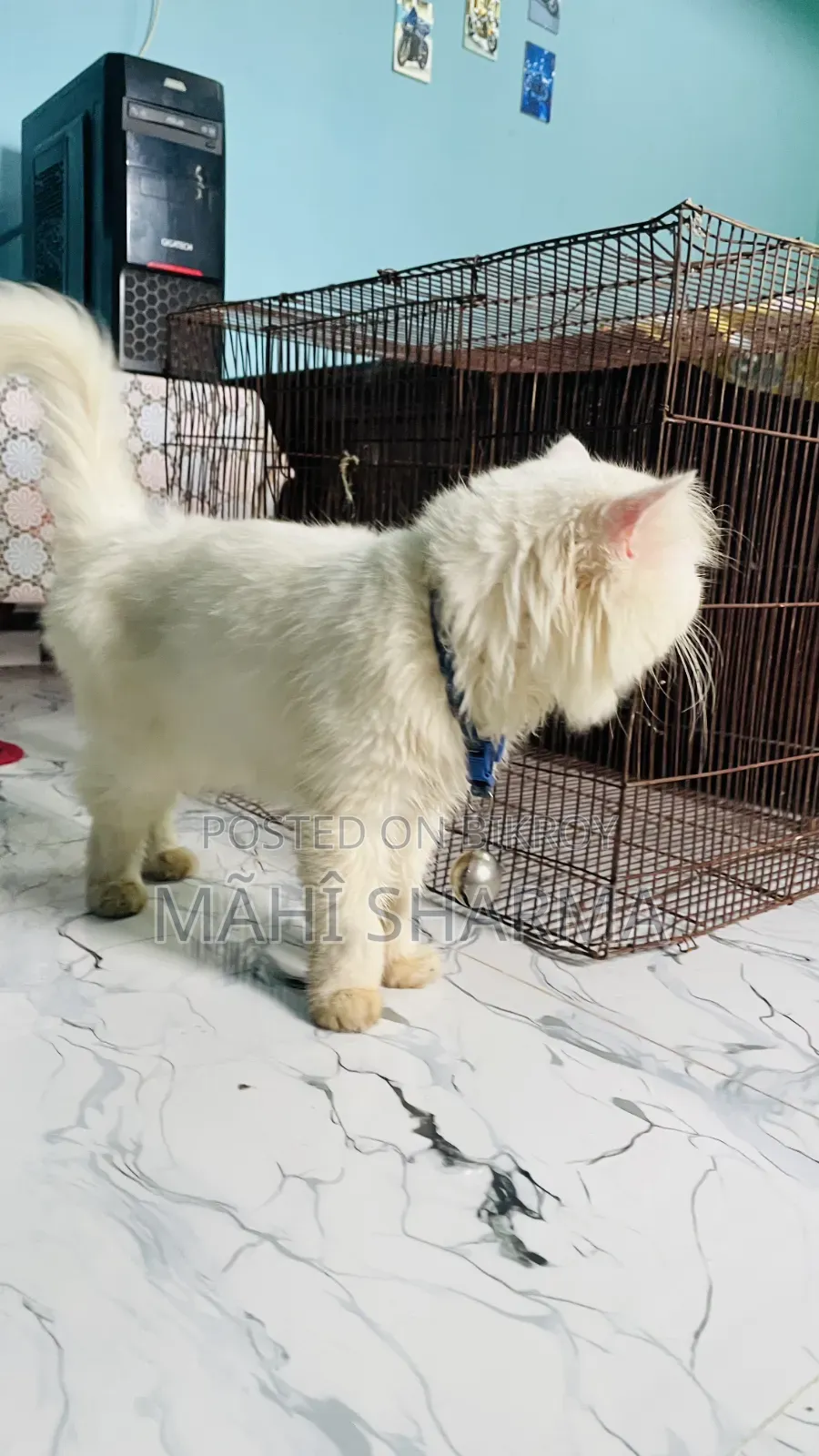 6-12 Months Male Mixed Breed Persian