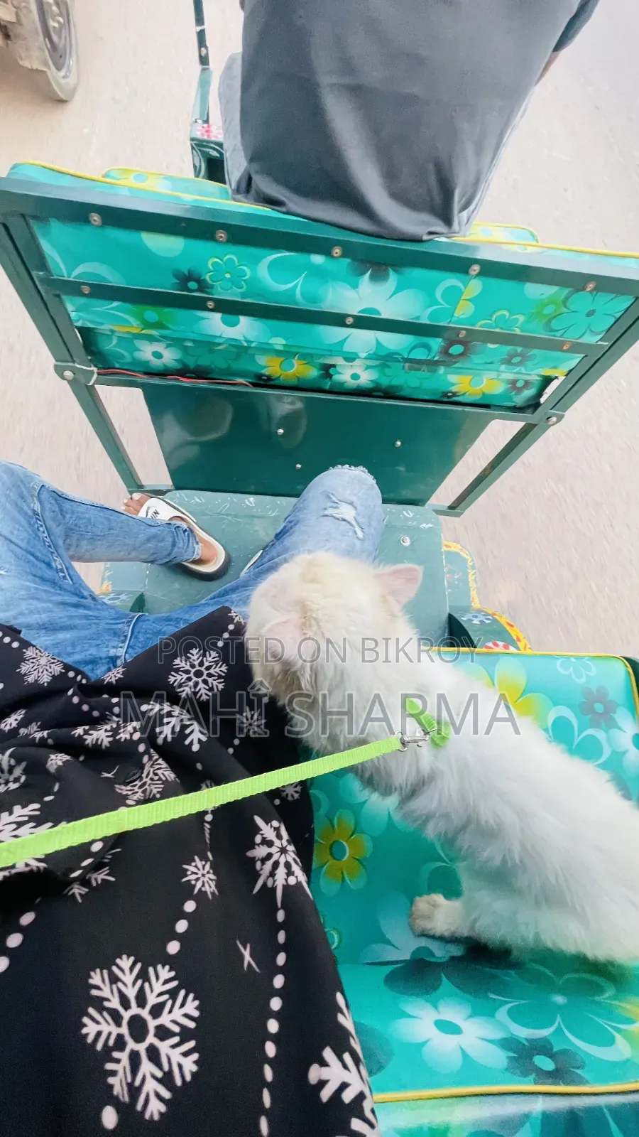 6-12 Months Male Mixed Breed Persian