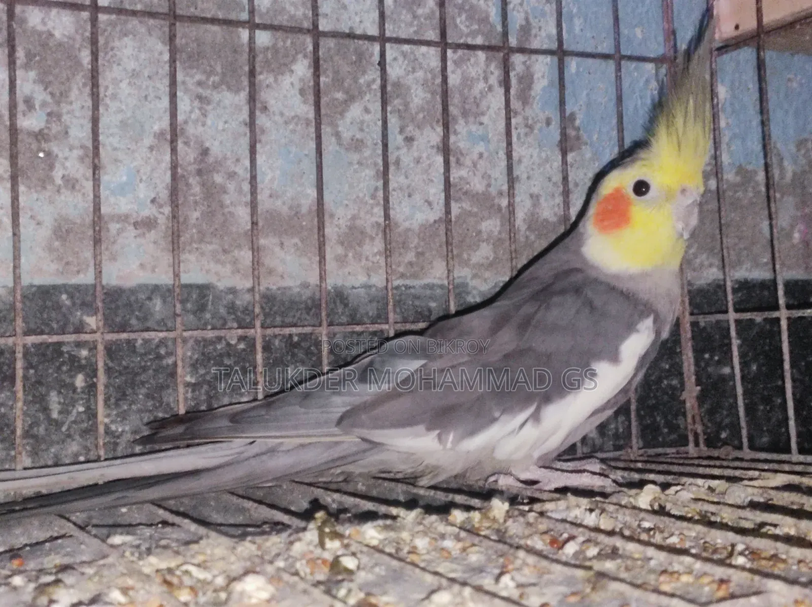 ককাটেল পাখি