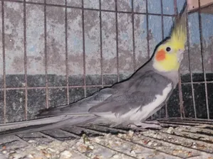 ককাটেল পাখি