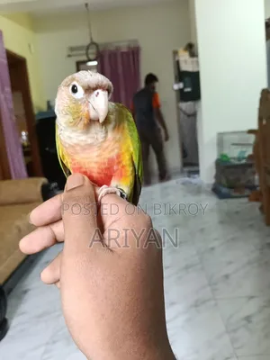 পাইপঅ্যাপল কনুর