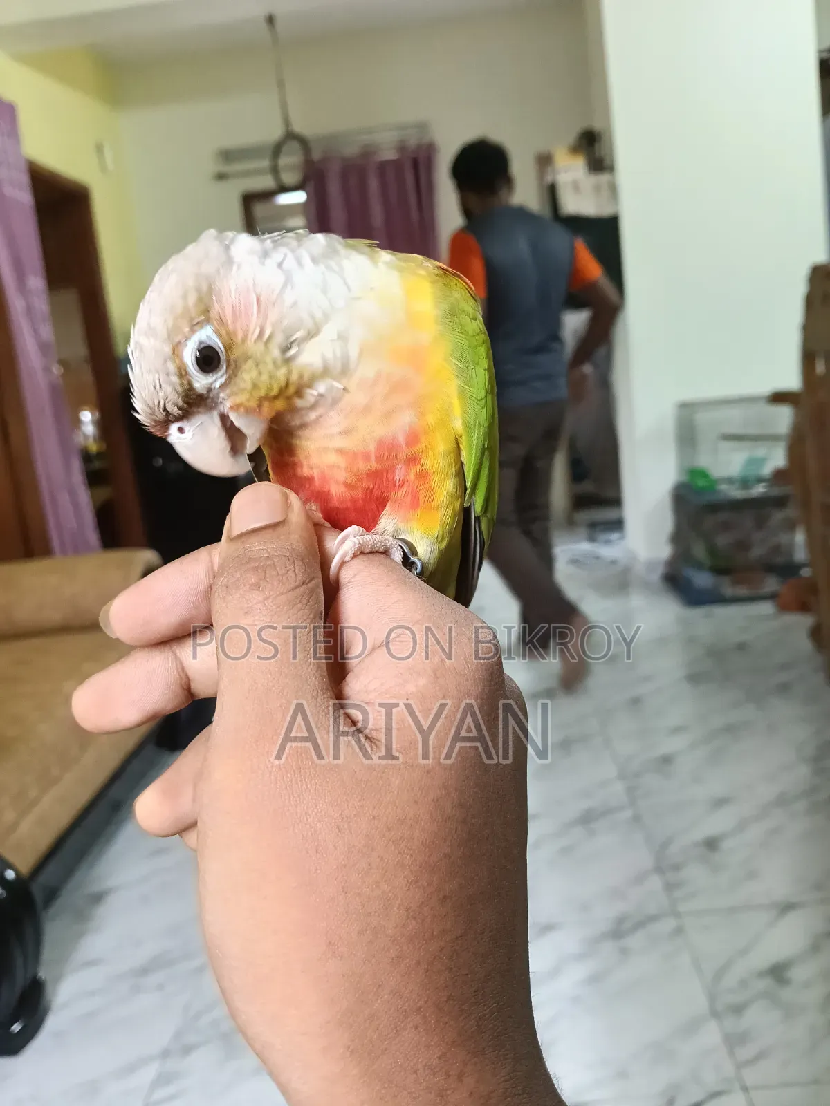 পাইপঅ্যাপল কনুর