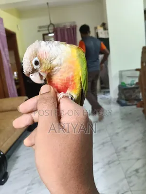 পাইপঅ্যাপল কনুর