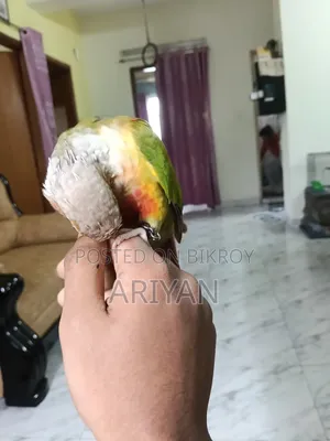 পাইপঅ্যাপল কনুর