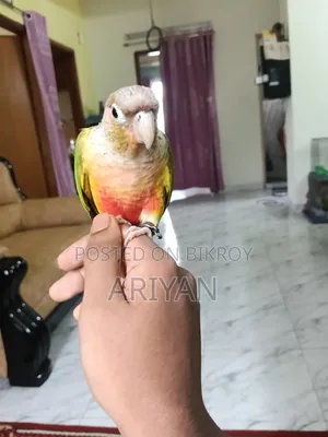 পাইপঅ্যাপল কনুর