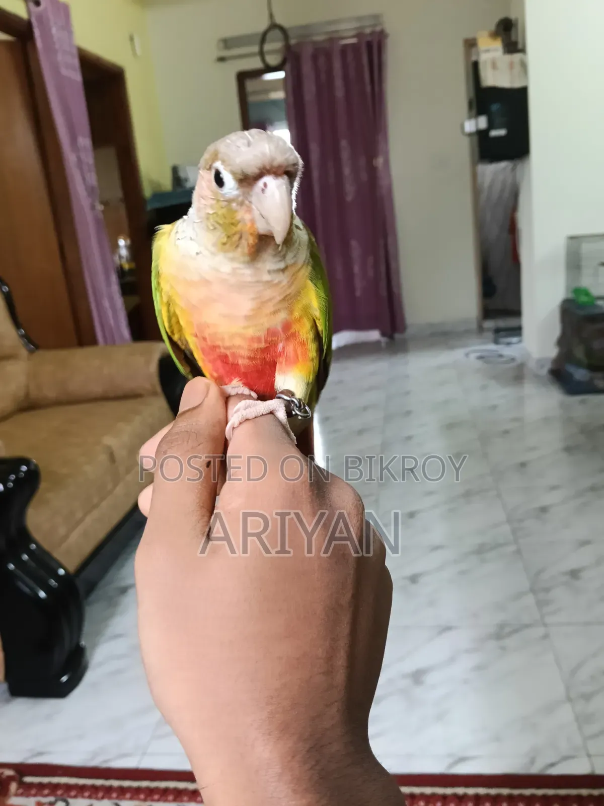 পাইপঅ্যাপল কনুর